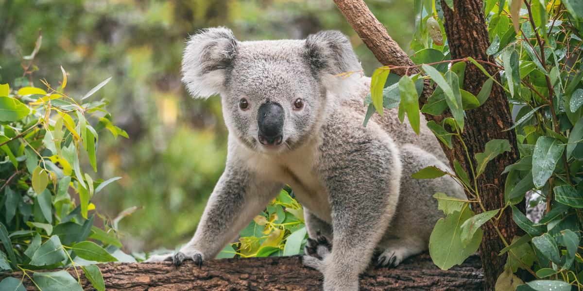 Send a message to Environment Minister Tanya Plibersek | Don’t let coal ...